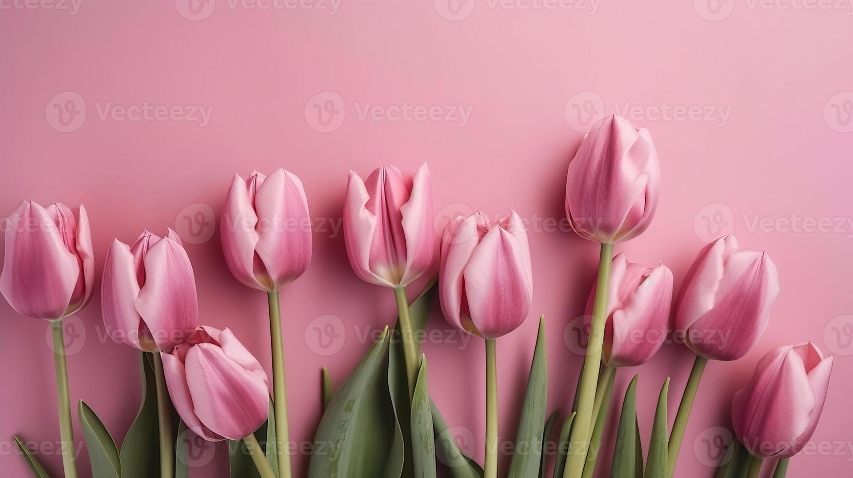 Spring tulip makes on pink establishment best see in level lay organize. photo