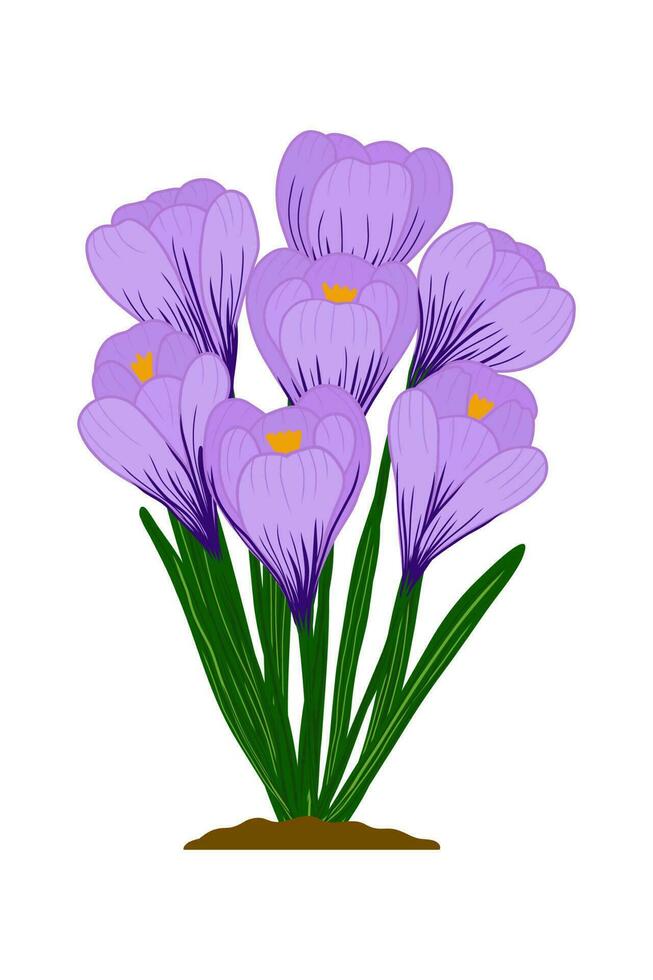 crocus flowers purple mauve in a bouquet. crocus flowers in spring on white background, vector illustration, flatt. for postcards, posters, prints and sublimation.