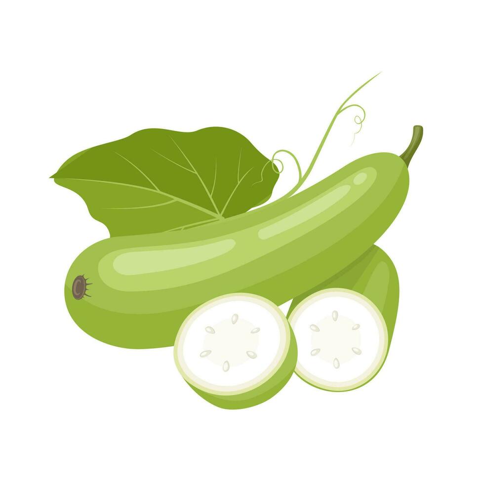 Vector illustration, Lagenaria siceraria, known as bottle gourd or Lauki, isolated on white background.