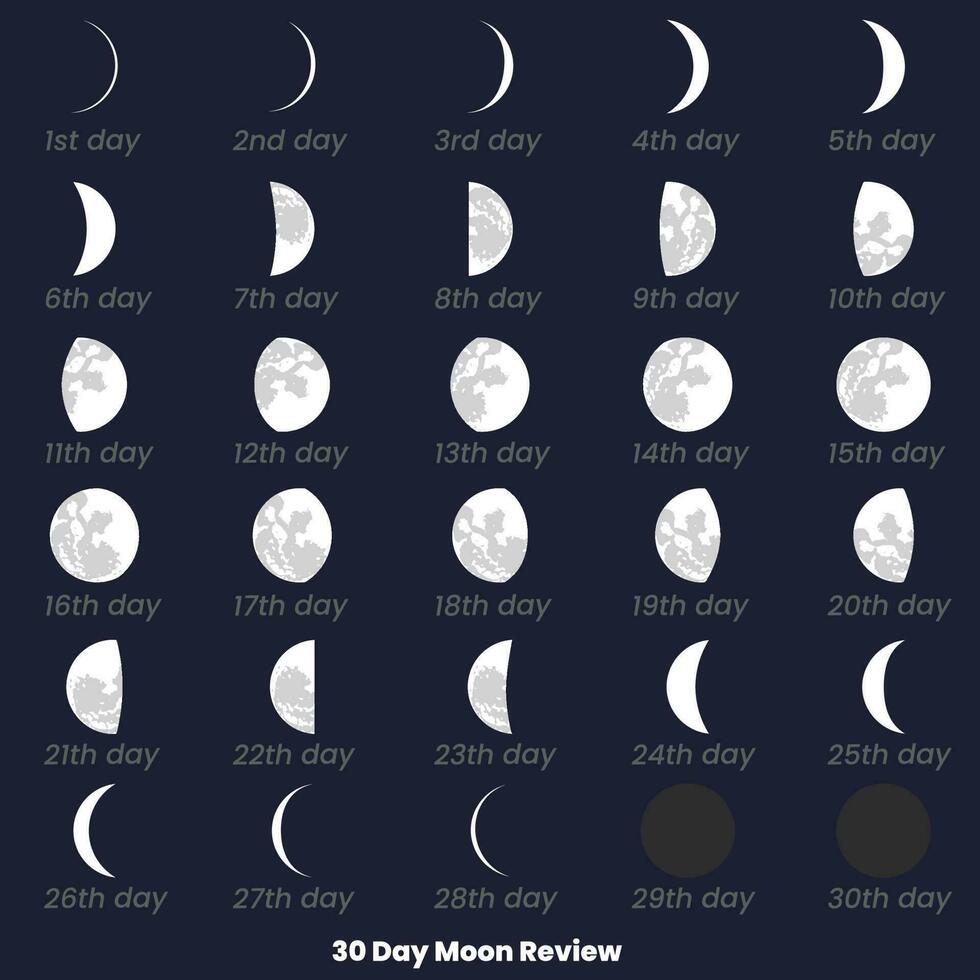 A chart of the moon review with the date of the month. 30 Day Moon Set, Moon Review. 30 Day Moon Review. Moon phases astronomy icons set, vector illustration. Isolated outline symbol.