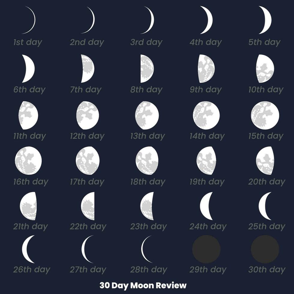 un gráfico de el Luna revisión con el fecha de el mes. 30 día Luna colocar, Luna revisar. 30 día Luna revisar. Luna etapas astronomía íconos colocar, vector ilustración. aislado contorno símbolo.