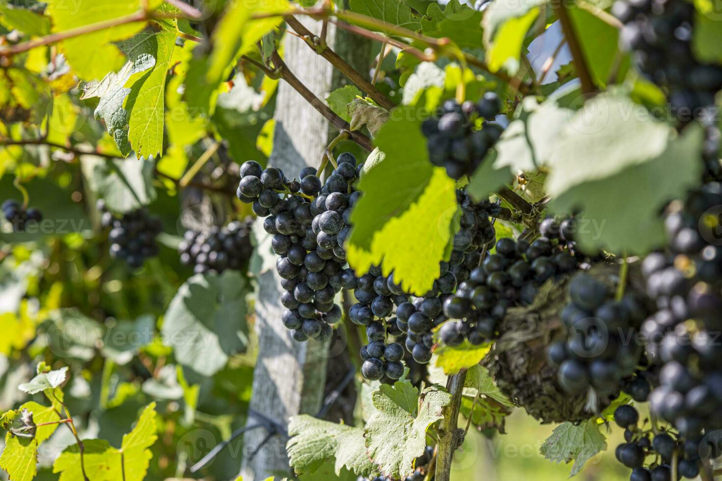 Close-up of bunches of ripe red wine grapes on vine, selective focus in Austria. photo