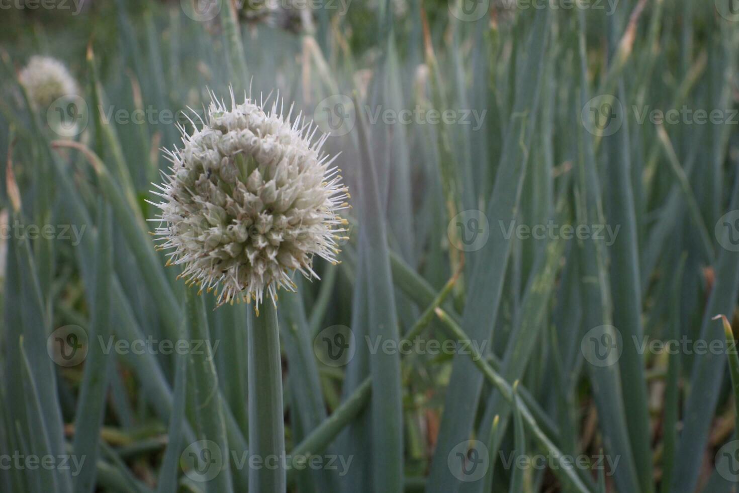 Leek flowers are flowers that grow on leek plants Allium fistulosum, which are also called spring onions or spring onions. a sign of the start of the harvest. photo