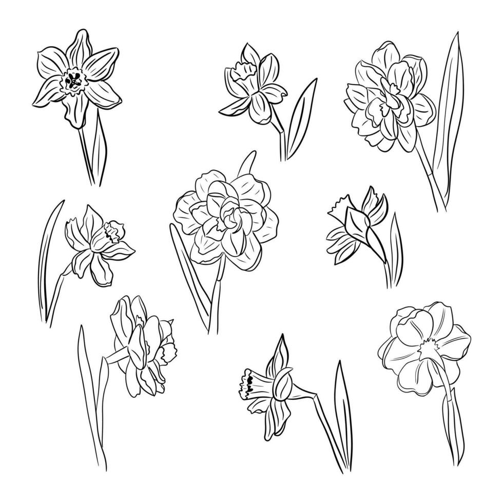 Big collection of hand drawn daffodils or jonquil. Black flowers isolated on white background. Vector sketch illustartion. Ideal for coloring pages, as tatoo, pattern, background, wrapping paper