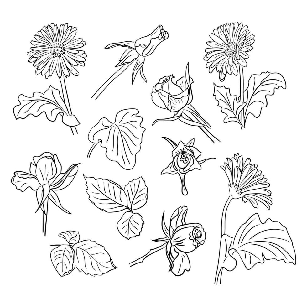Big set of hand drawn sketch flowers. Roses, gerberas, leaves. Vector line art. Flowers isolated on white background. Ideal for coloring pages, tatoo, pattern, background, wrapping paper