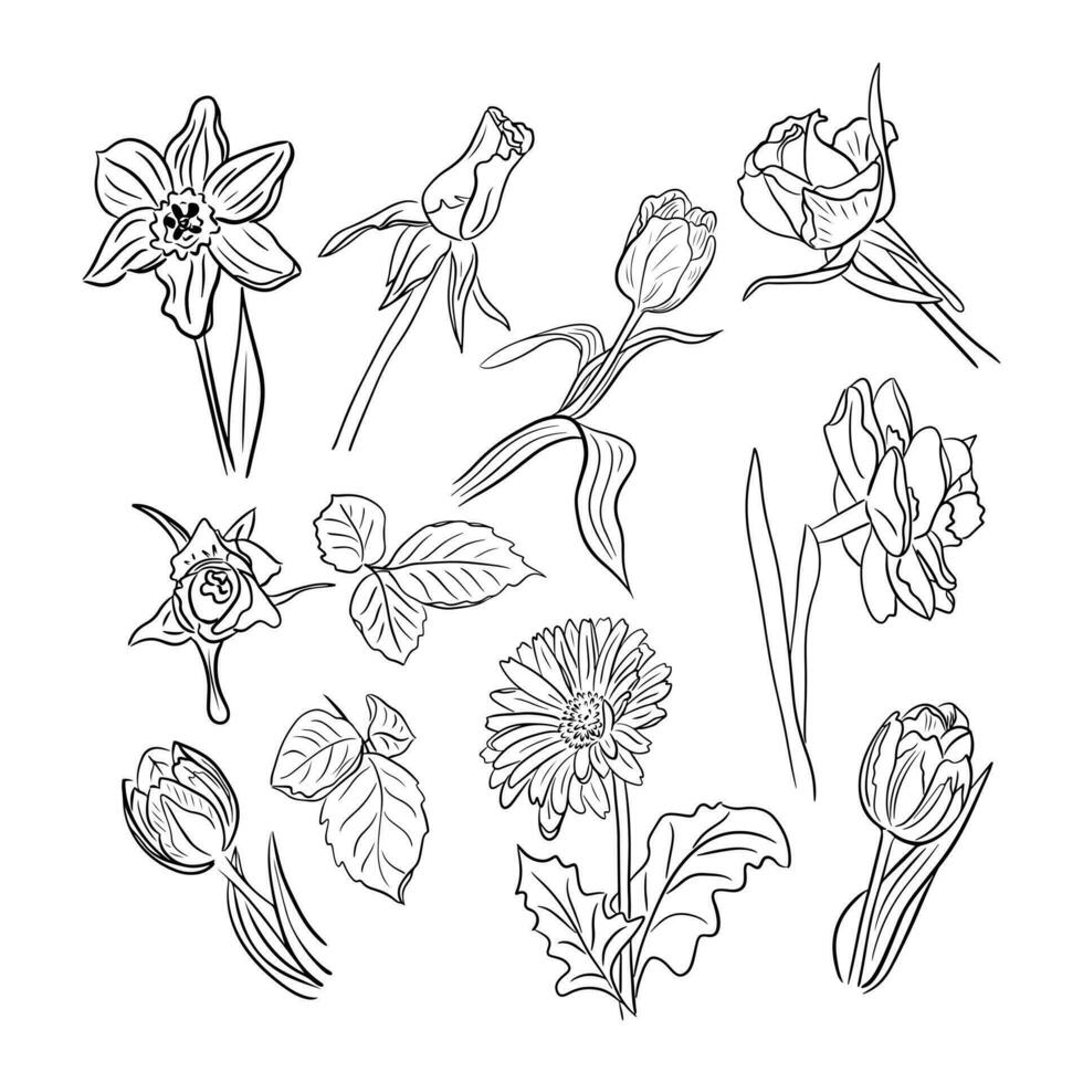 Collection of hand drawn spring flowers. Tulips, roses, gerberas, daffodils. Vector line art. Flowers isolated on white background. Ideal for coloring pages, tatoo, pattern, background, wrapping paper