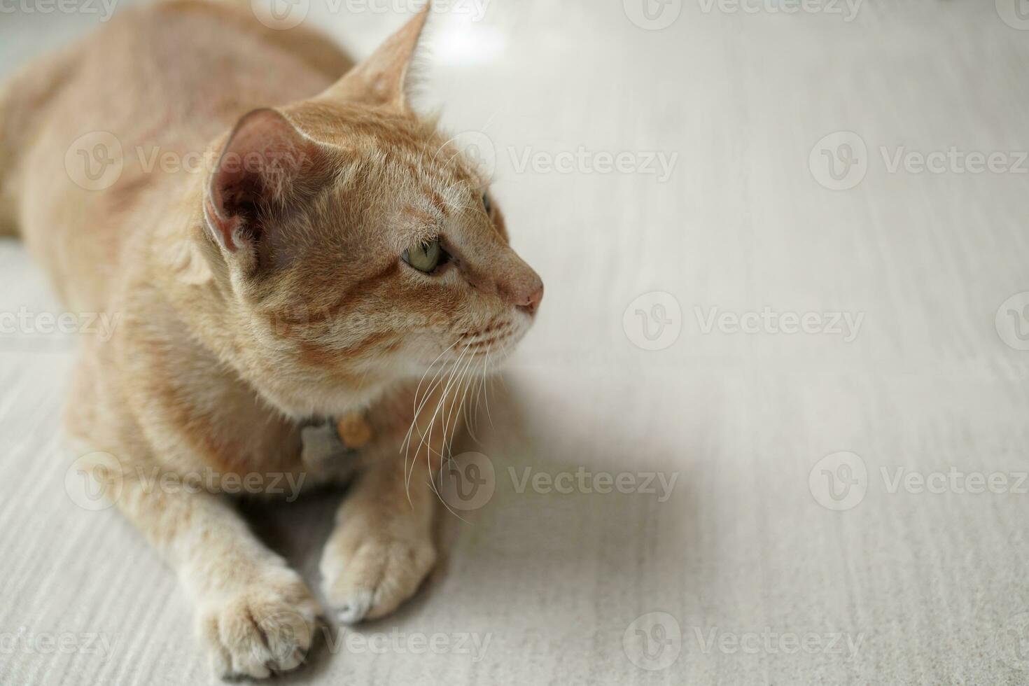 yellow cat sit on beige floor focus something on the left side photo