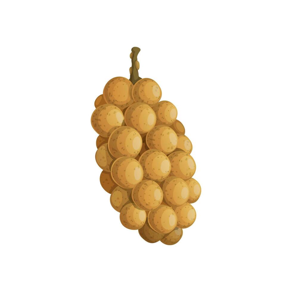 Exotic tropical fruit burmese grapes bunch isolate vector