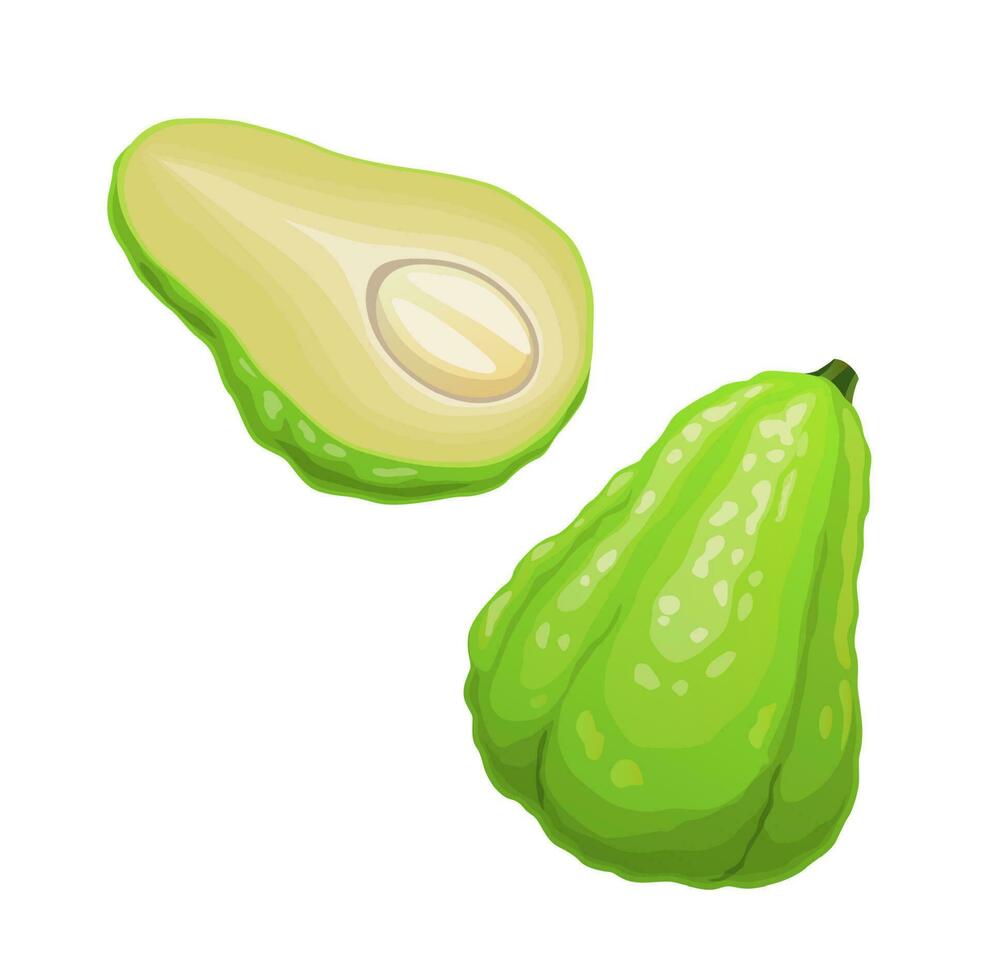 Isolated raw chayote or sayote vector fruit plant