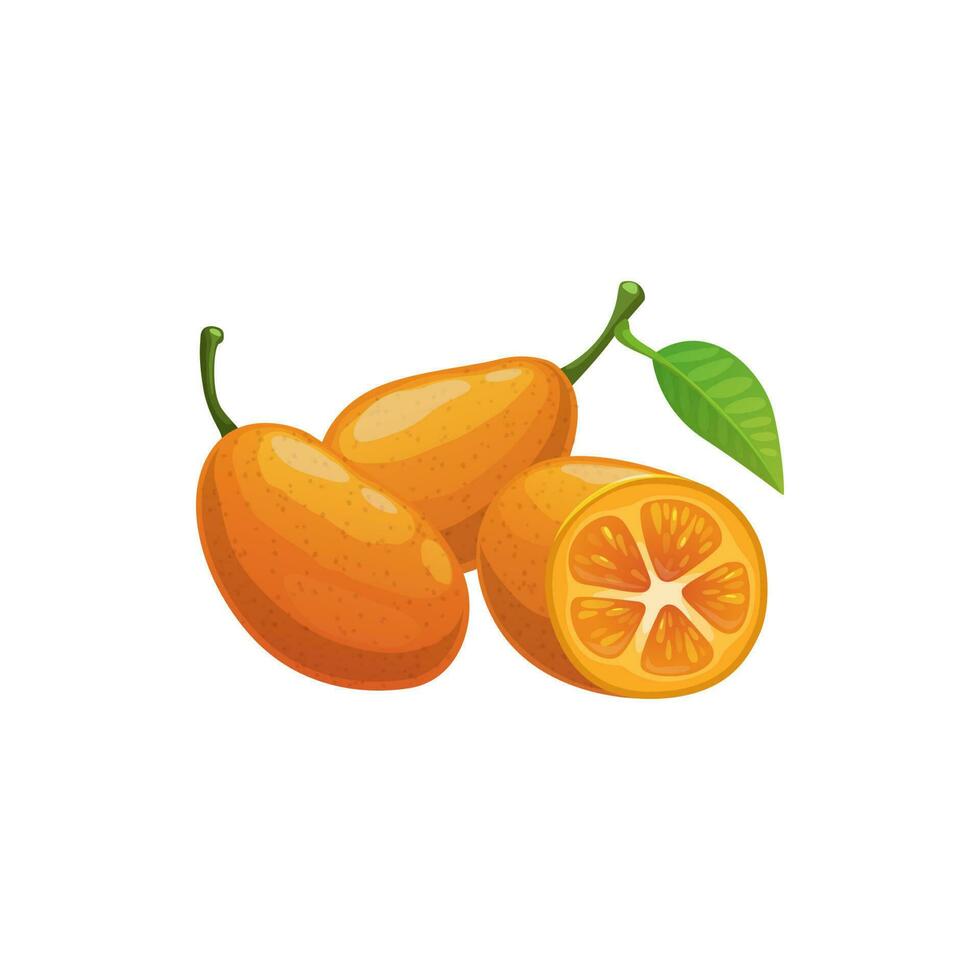 Kumquat exotic citrus fruit isolated food snack vector