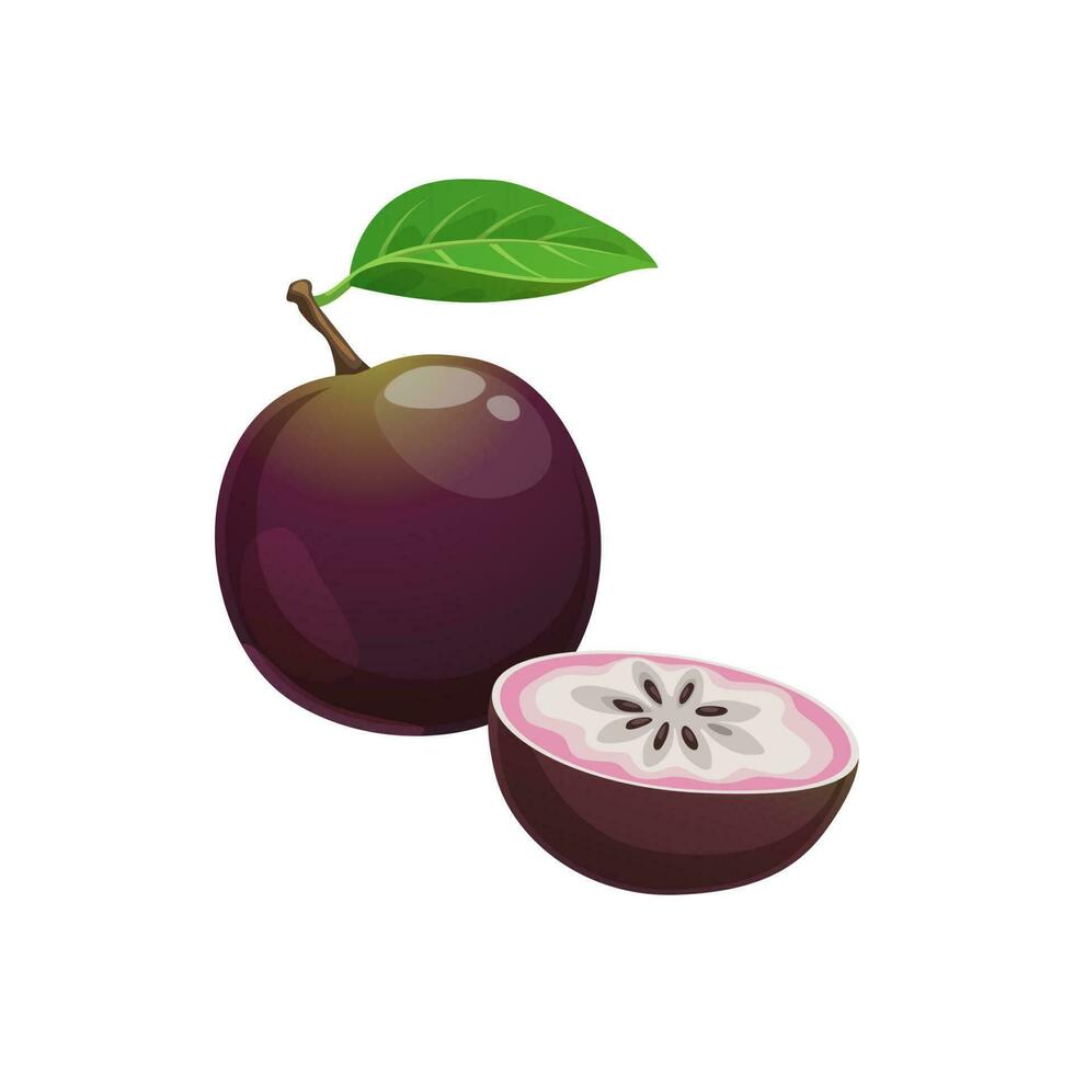 Canito caimito star apple fruit whole, cut fruit vector