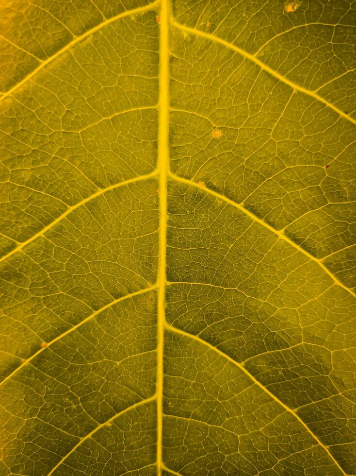 close up background texture of autumn leaves suitable for autumn-themed backgrounds photo