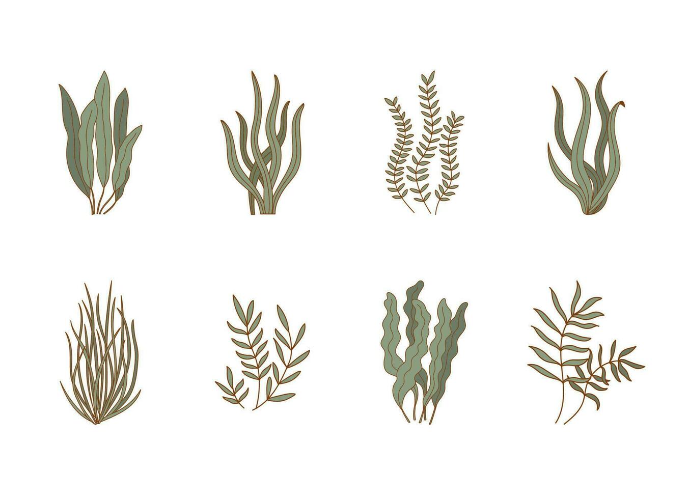 Set of aquarium seaweeds. Underwater plants, aglae, laminaria icons. Sea flora vector illustration