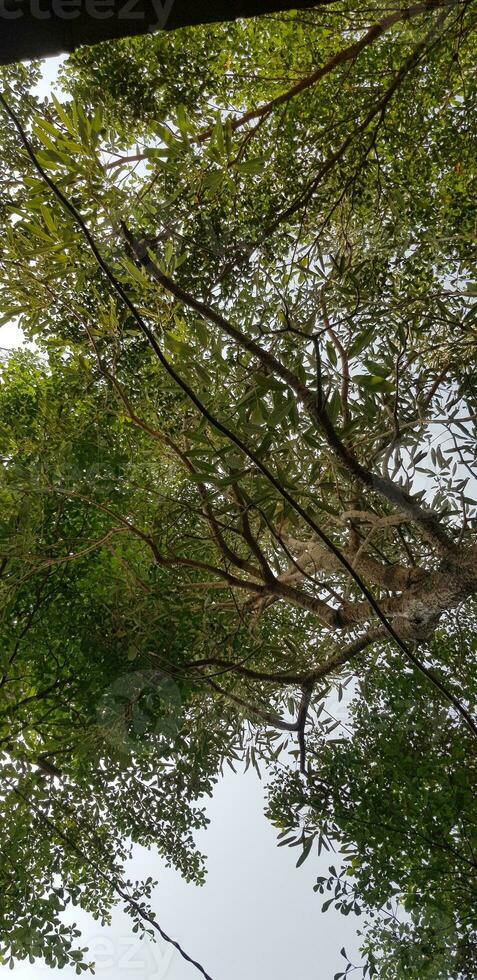 Trees with very lush leaves and twigs with blue sky and white clouds in the background. photo