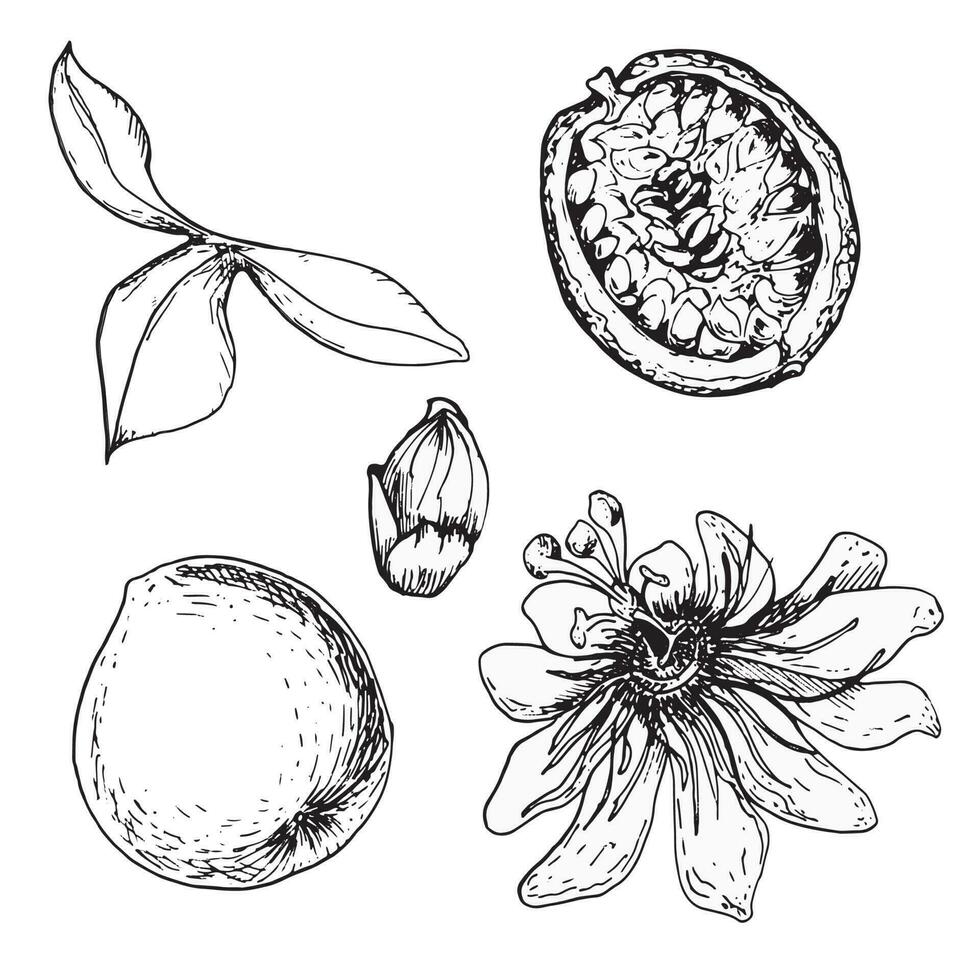 Set of tropical passion fruit and passion flower vector illustration isolated on white. Maracuja, sliced fruit hand drawn. Design element for wrapping, menu, smoothies, ingredient, tableware.