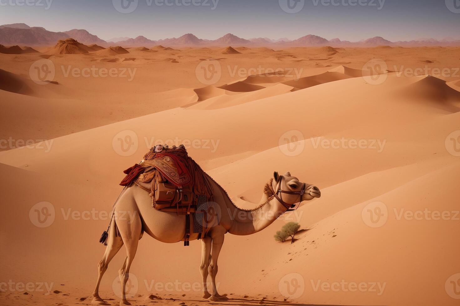 Camel in the desert. Africa. Selective focus. Animal in nature. Wildlife scene. photo