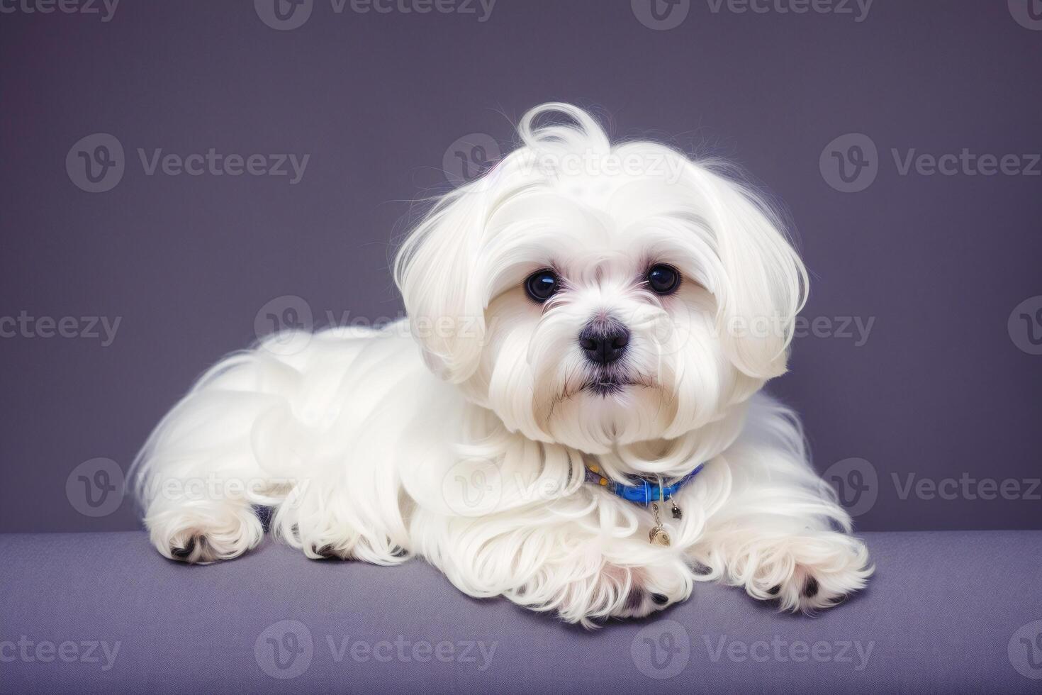 Cute Jack Russell Terrier. Portrait of a beautiful Jack Russell Terrier dog playing in the park. photo