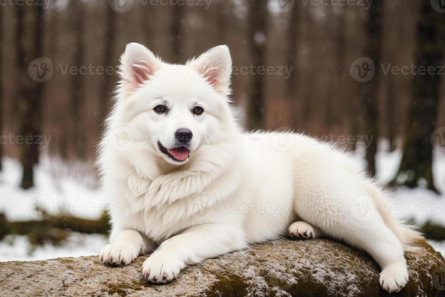 Portrait of a beautiful dog breed American Eskimo Dog in the park. photo
