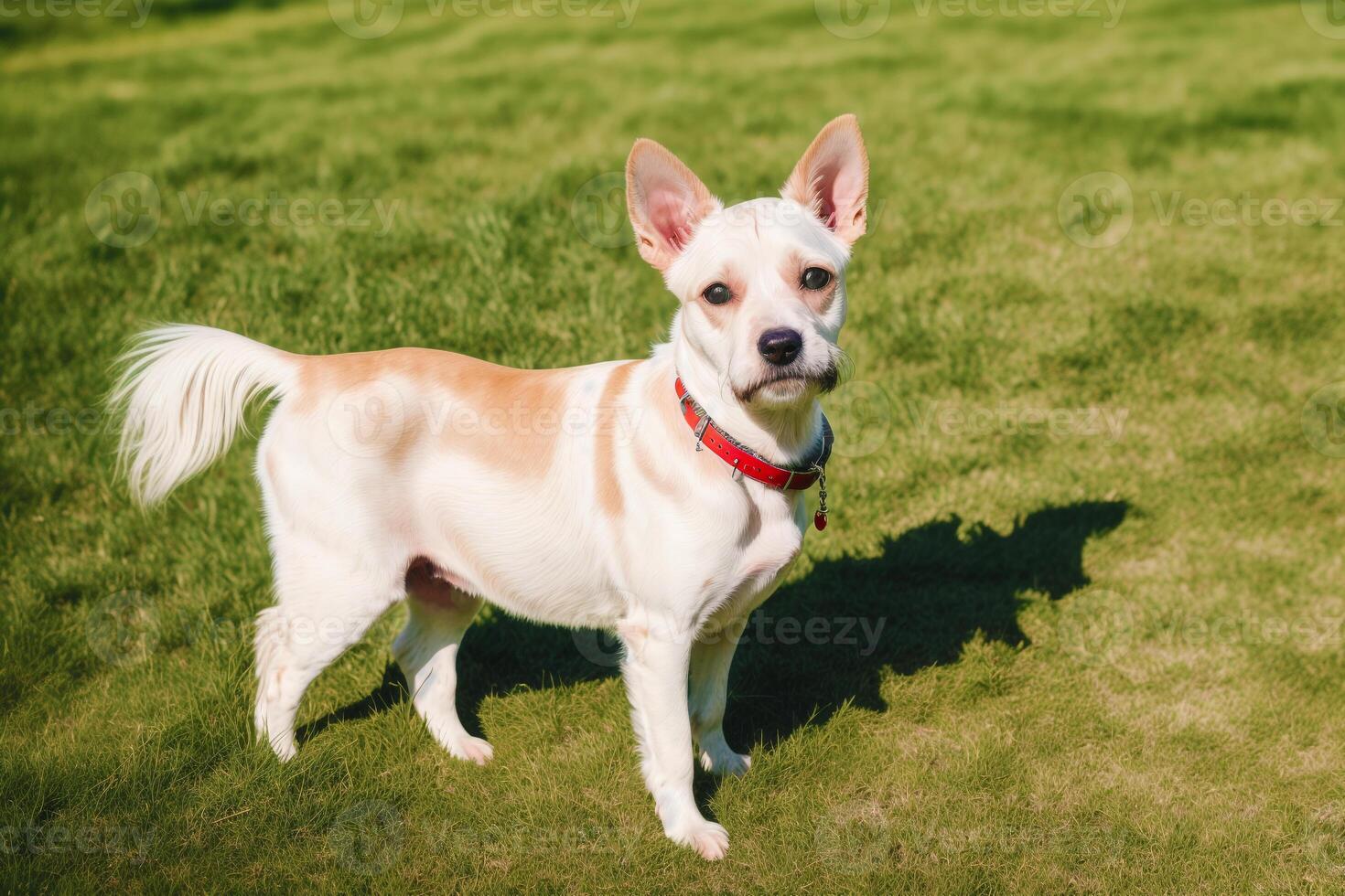 Portrait of a Cute puppy of the Yorkshire Terrier dog standing on the green grass in the park. photo