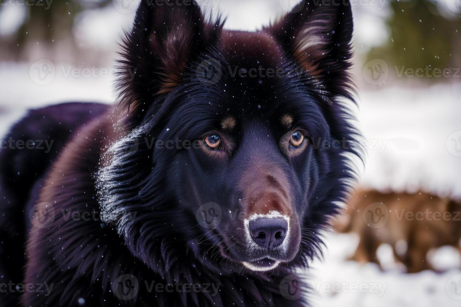 Portrait of a beautiful Belgian Shepherd dog in the park. Belgian Malinois. photo