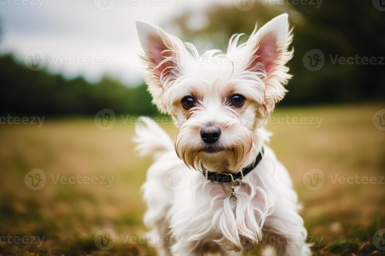 Cute West Highland White Terrier dog standing in the park. photo