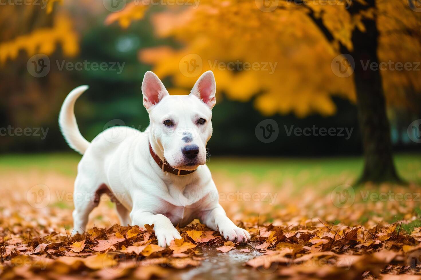 Portrait of a white bull terrier dog standing in the park. photo