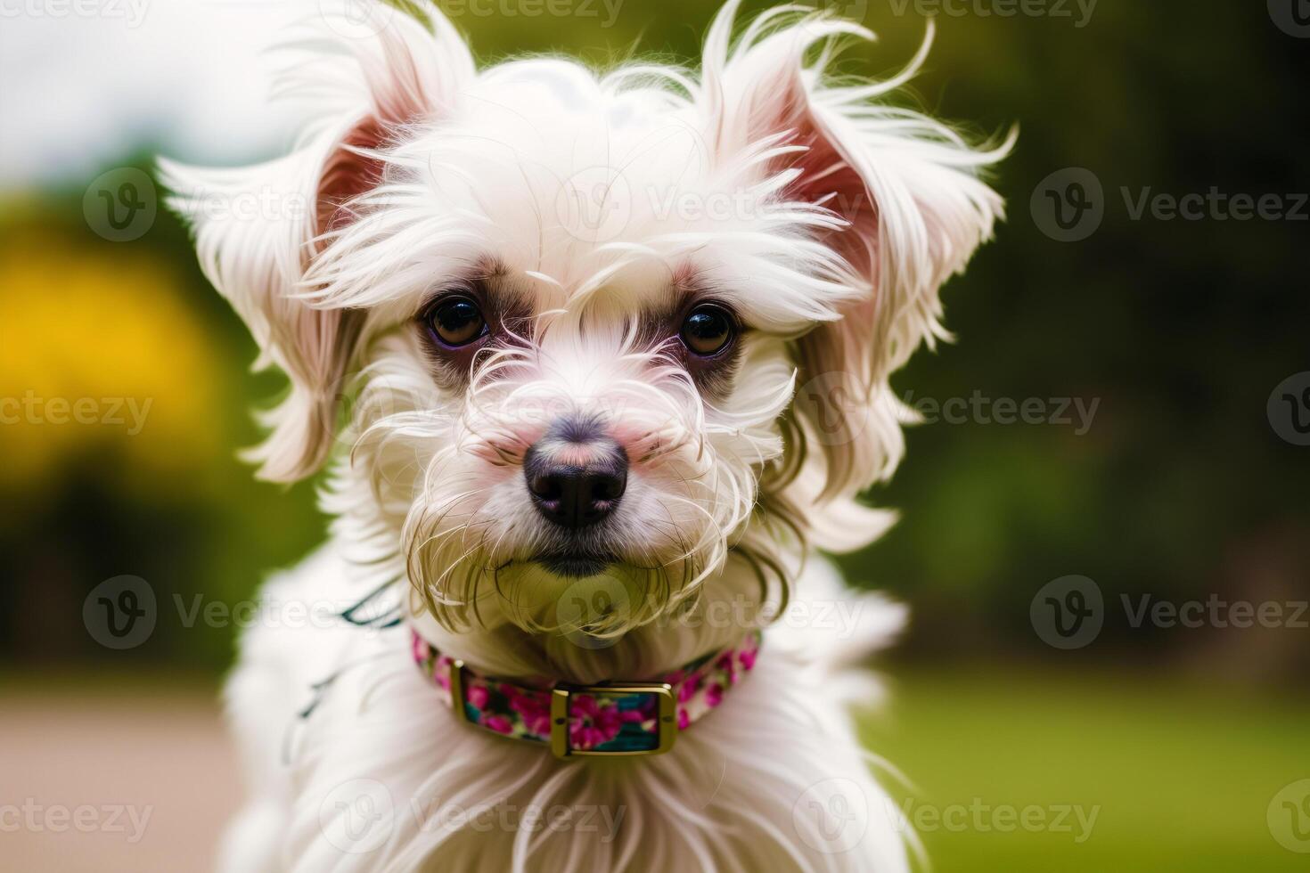 Portrait of a Cute West Highland White Terrier dog standing on the road in the park. Yorkshire Terrier. photo