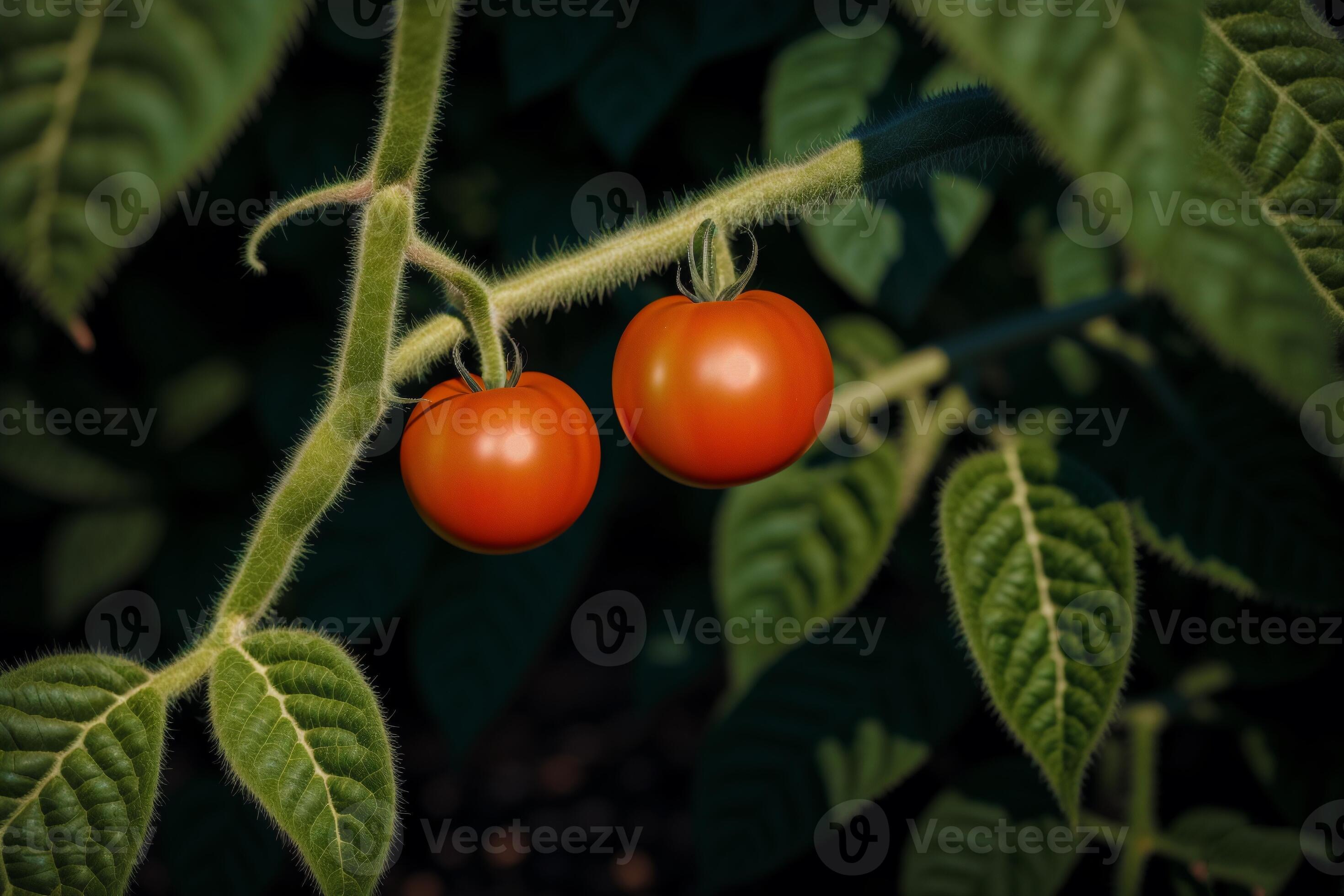pruning tomato plants download pruning tomato plants download