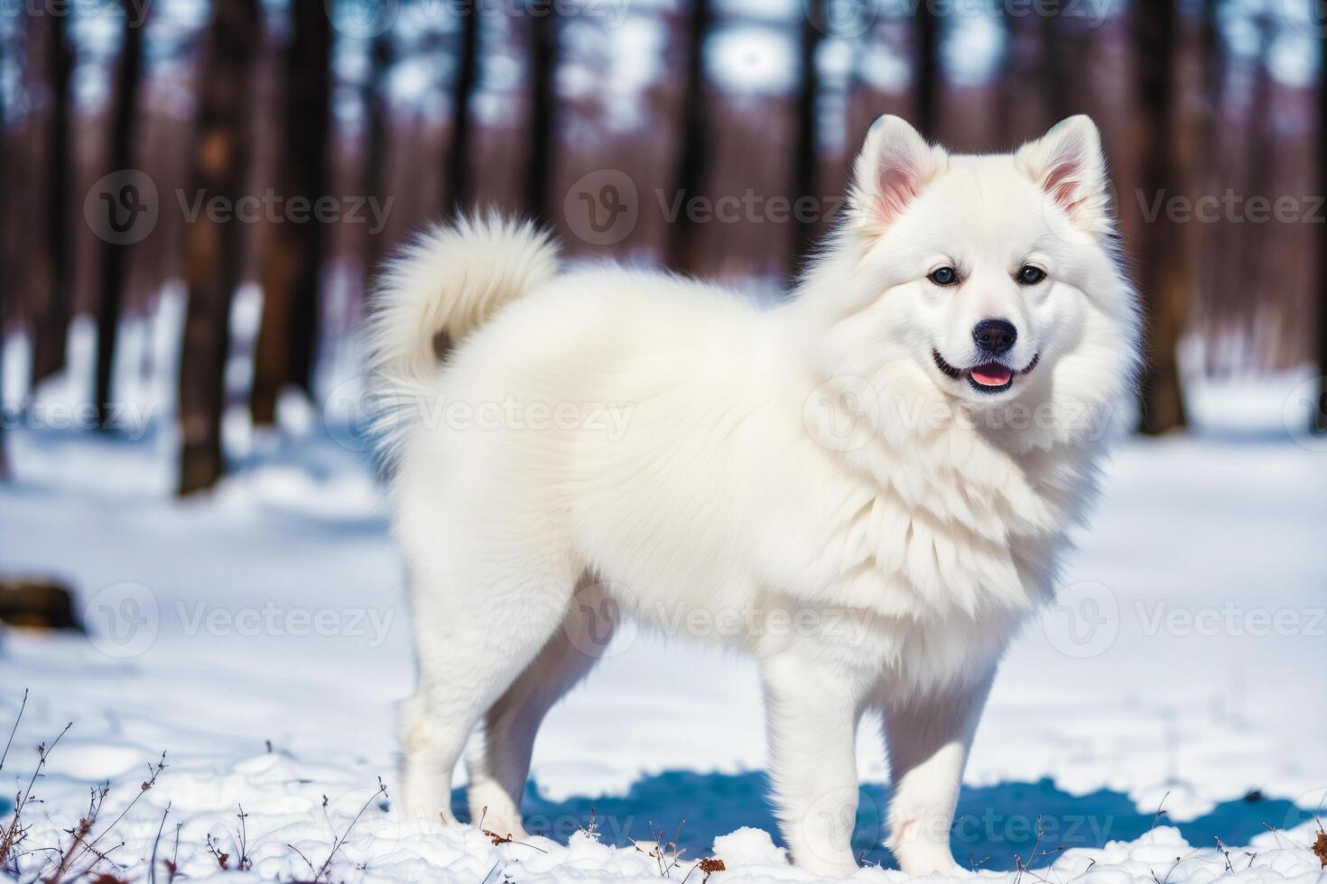 Portrait of a beautiful dog breed American Eskimo Dog in the park. photo