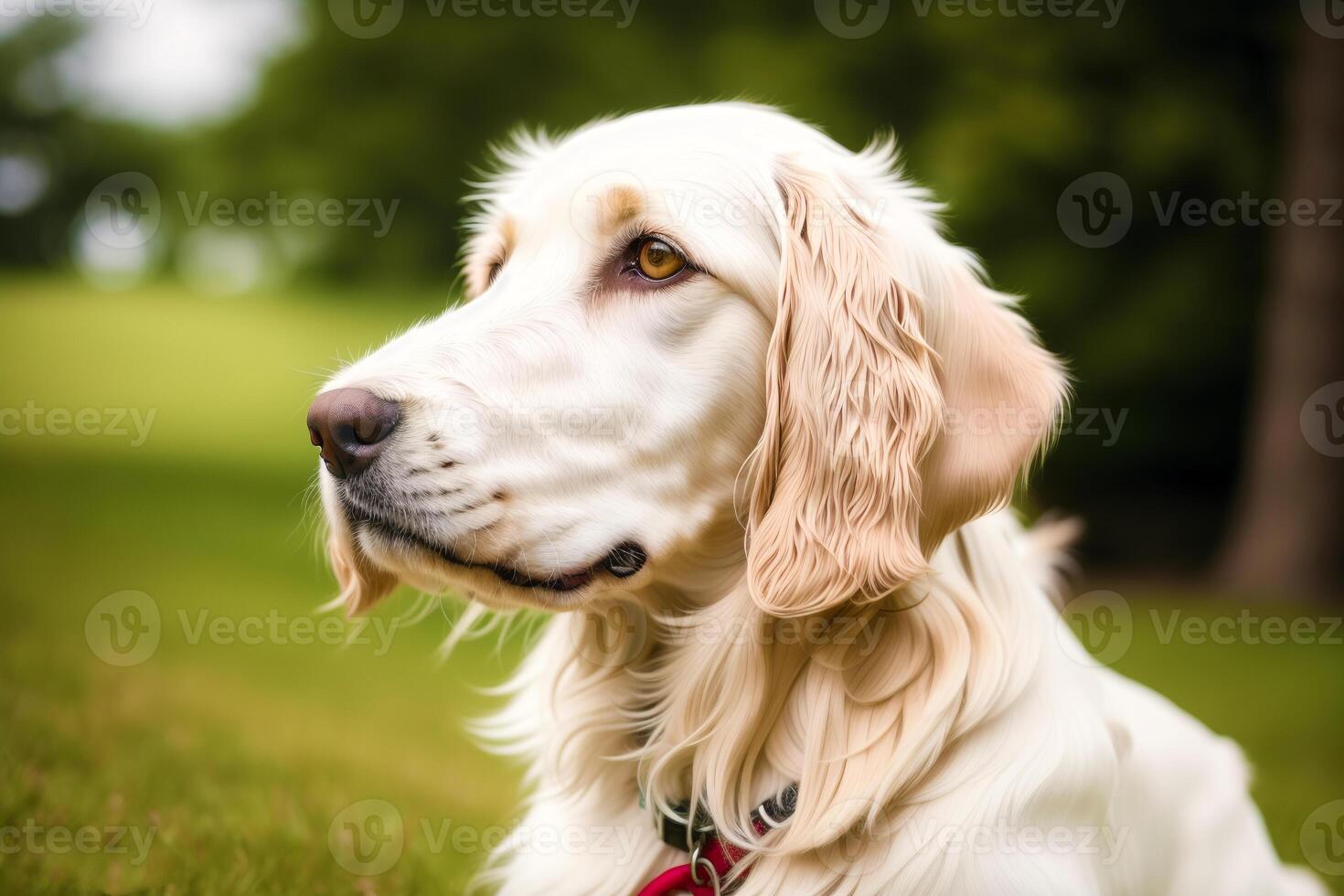 Portrait of a beautiful English Setter dog in the park. photo