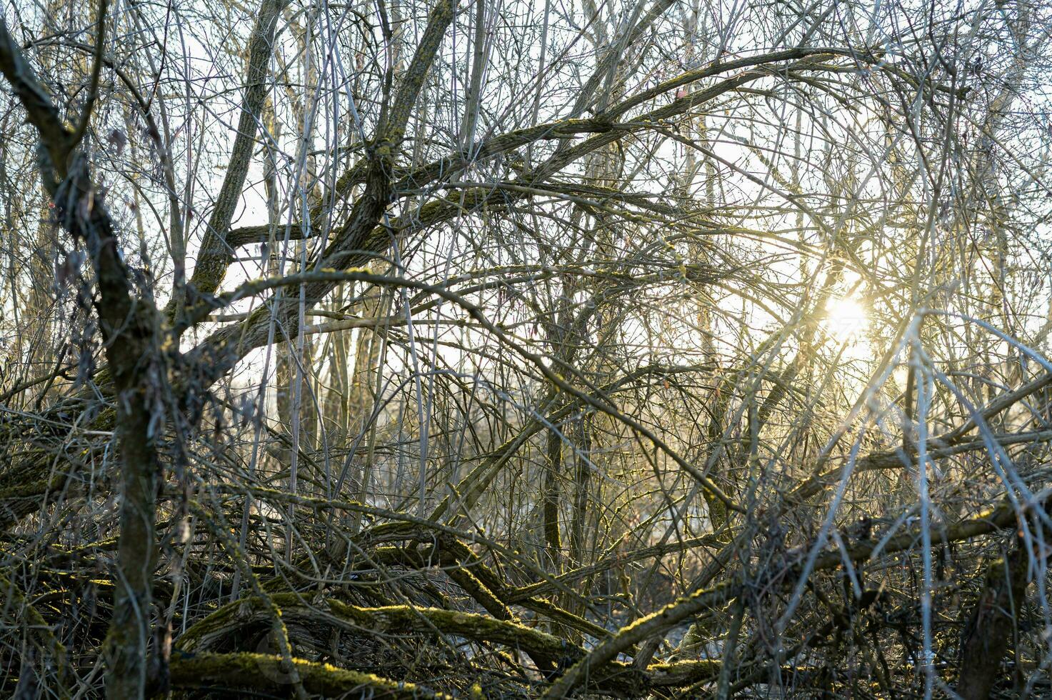 spring photo from Liptov, Slovakia 15.04.2023