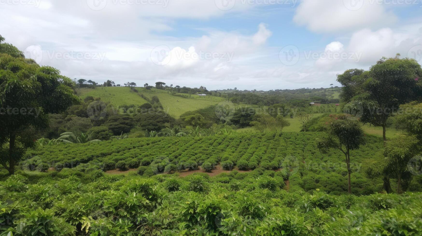 Coffee plantation. Landscape with coffee trees. photo