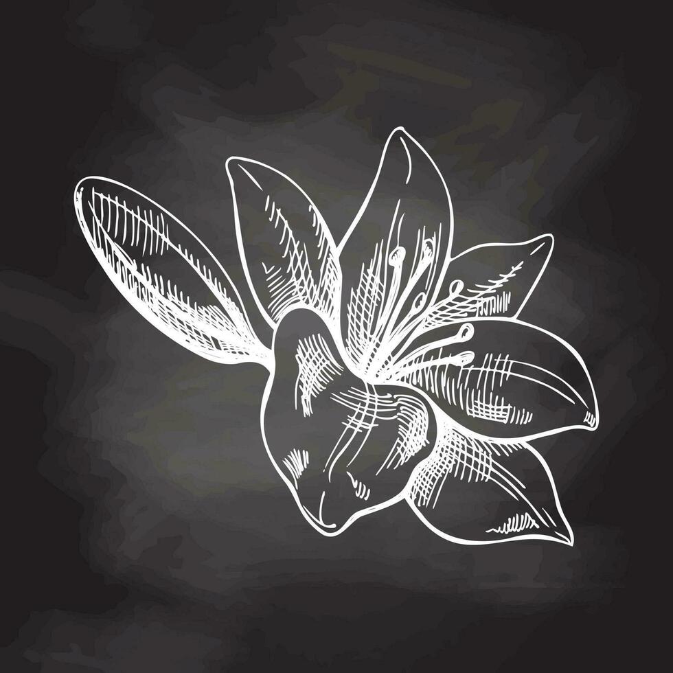 Hand drawn sketch illustration of lily. Vector  tattoo design element. Vintage illustration  isolated on chalkboard background.