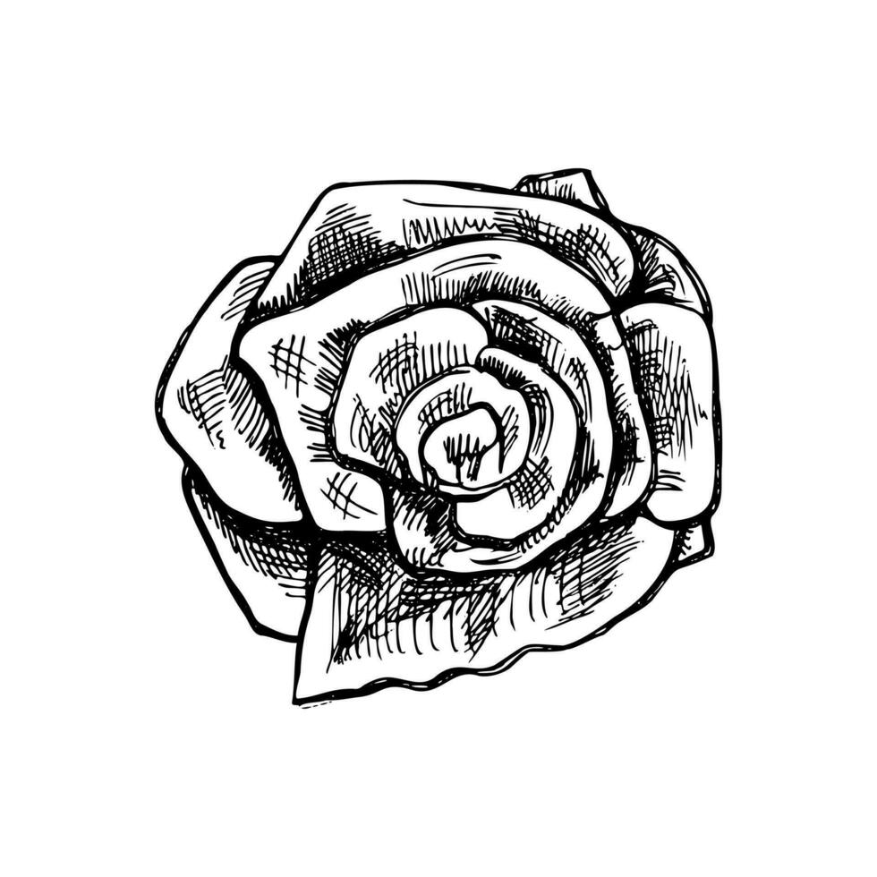 Hand drawn sketch illustration of rose. Vector  tattoo design element. Vintage illustration.