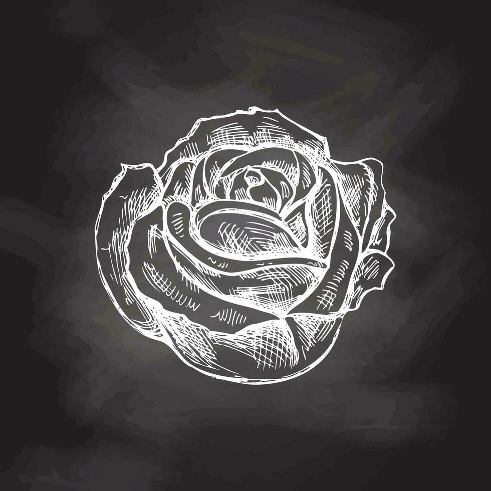 Hand drawn white sketch illustration of rose. Vector  tattoo design element. Vintage illustration isolated on chalkboard background.