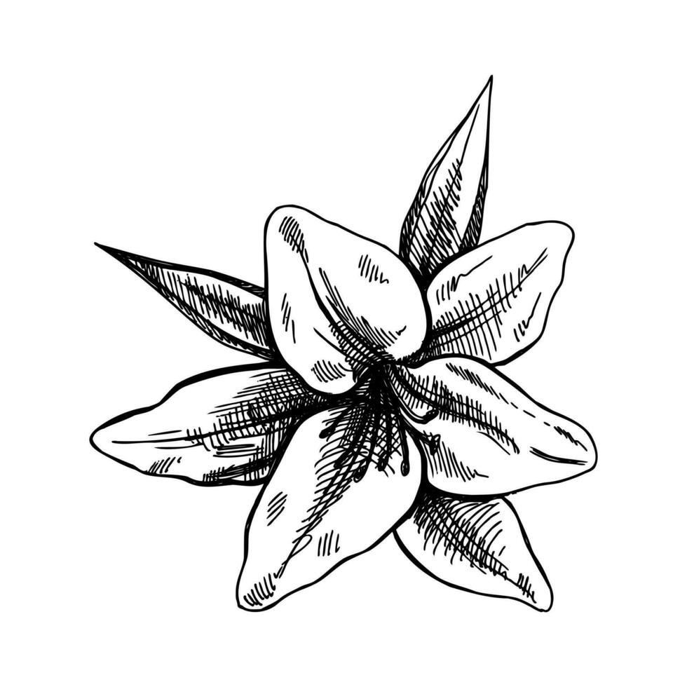Hand drawn sketch illustration of lily. Vector  tattoo design element. Vintage illustration.
