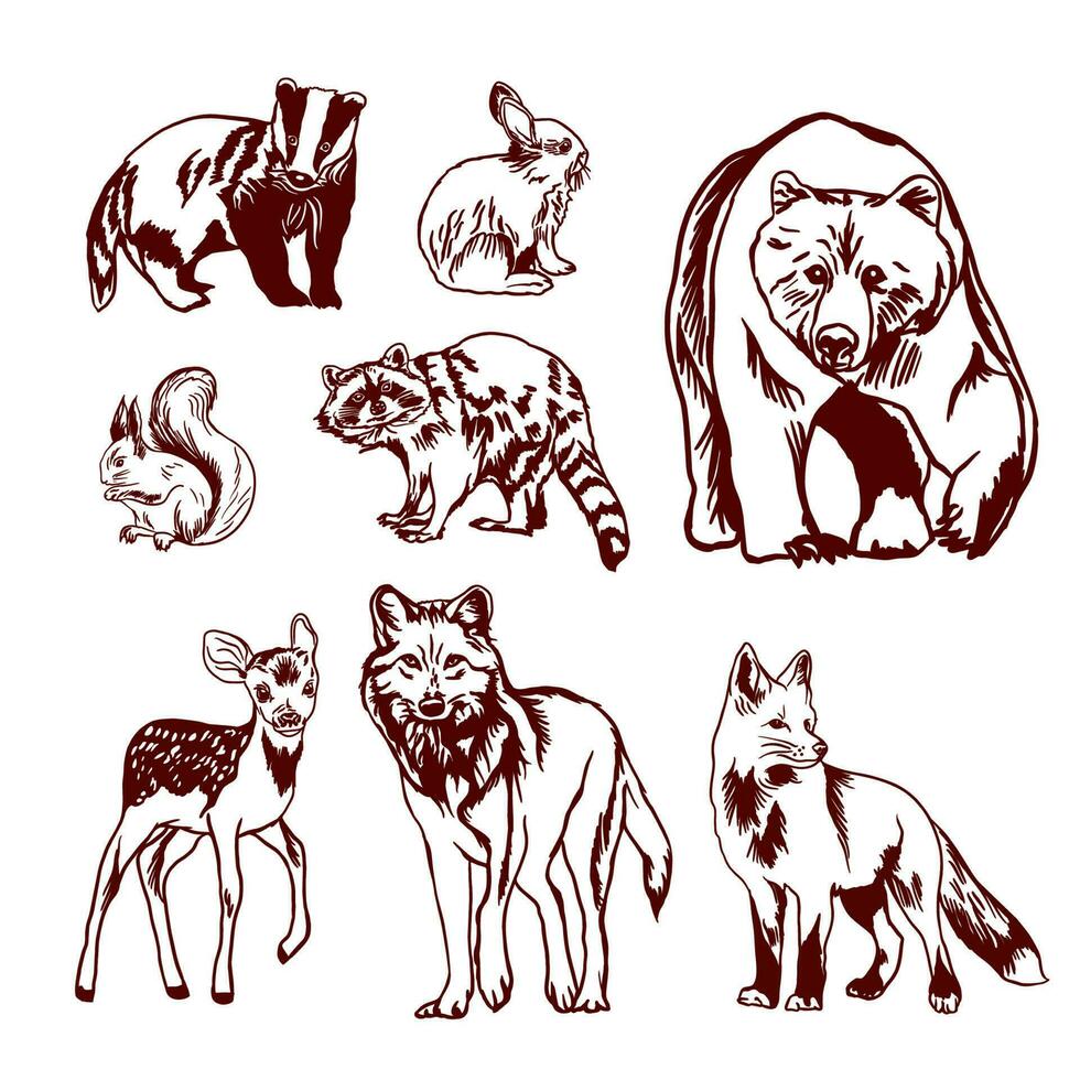 Vector set of forest wild animals. Graphic illustration. Bear, badger, wolf, raccoon, fox, squirrel, deer, rabbit.