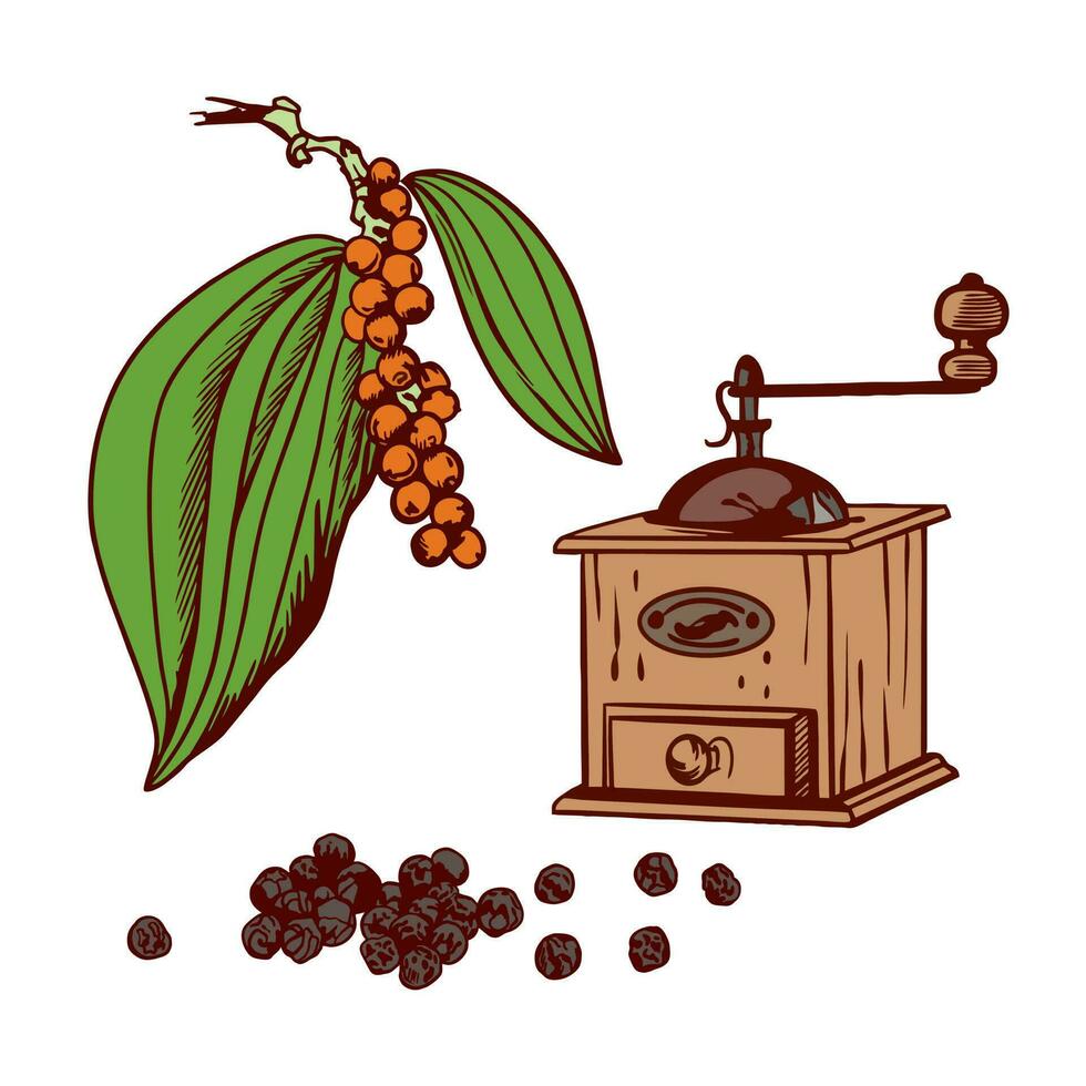 Black pepper. Vector illustration of a plant with leaves, dried black peas and pepper grinders. Botanical illustration of labels, packaging, culinary ingredients. Dried mature seeds.