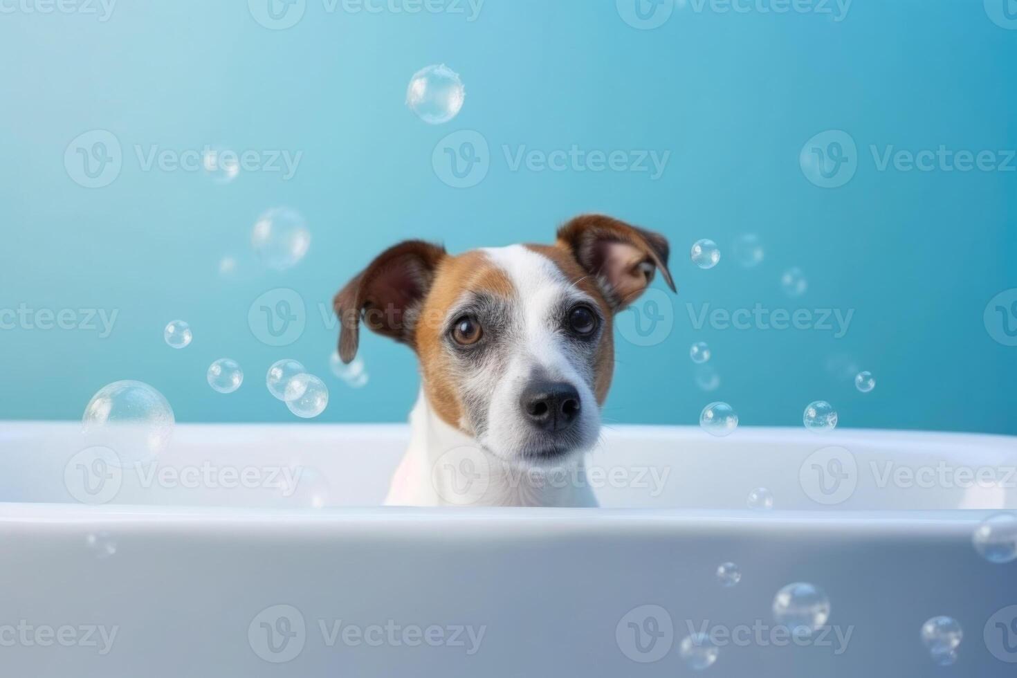 Washing pet. Cute dog in bath on blue background. photo