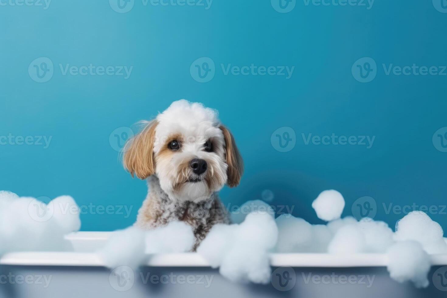 Washing pet. Cute dog in bath on blue background. photo