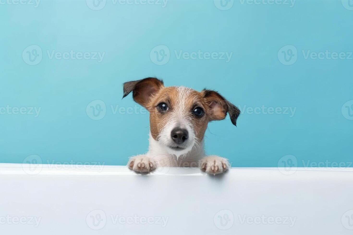 Washing pet. Cute dog in bath on blue background. photo