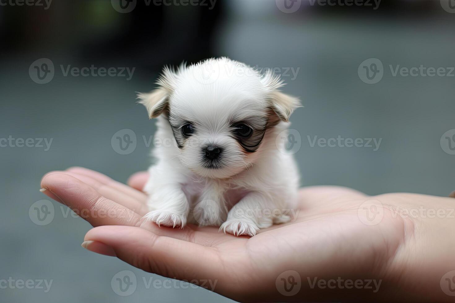 Small dog sitting on owner palm. photo