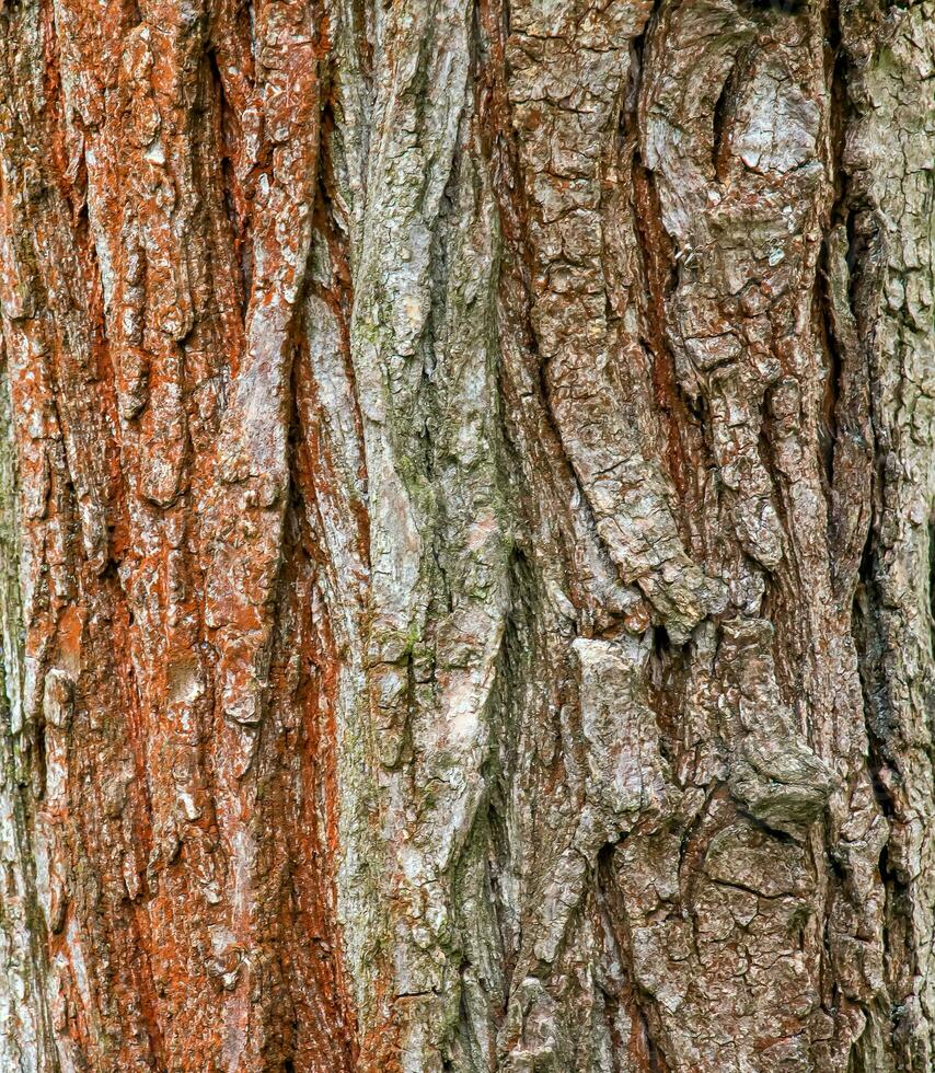 Background of Sophora bark. Detail of the bark of Sophora - Latin name - Sophora japonica pendula. photo