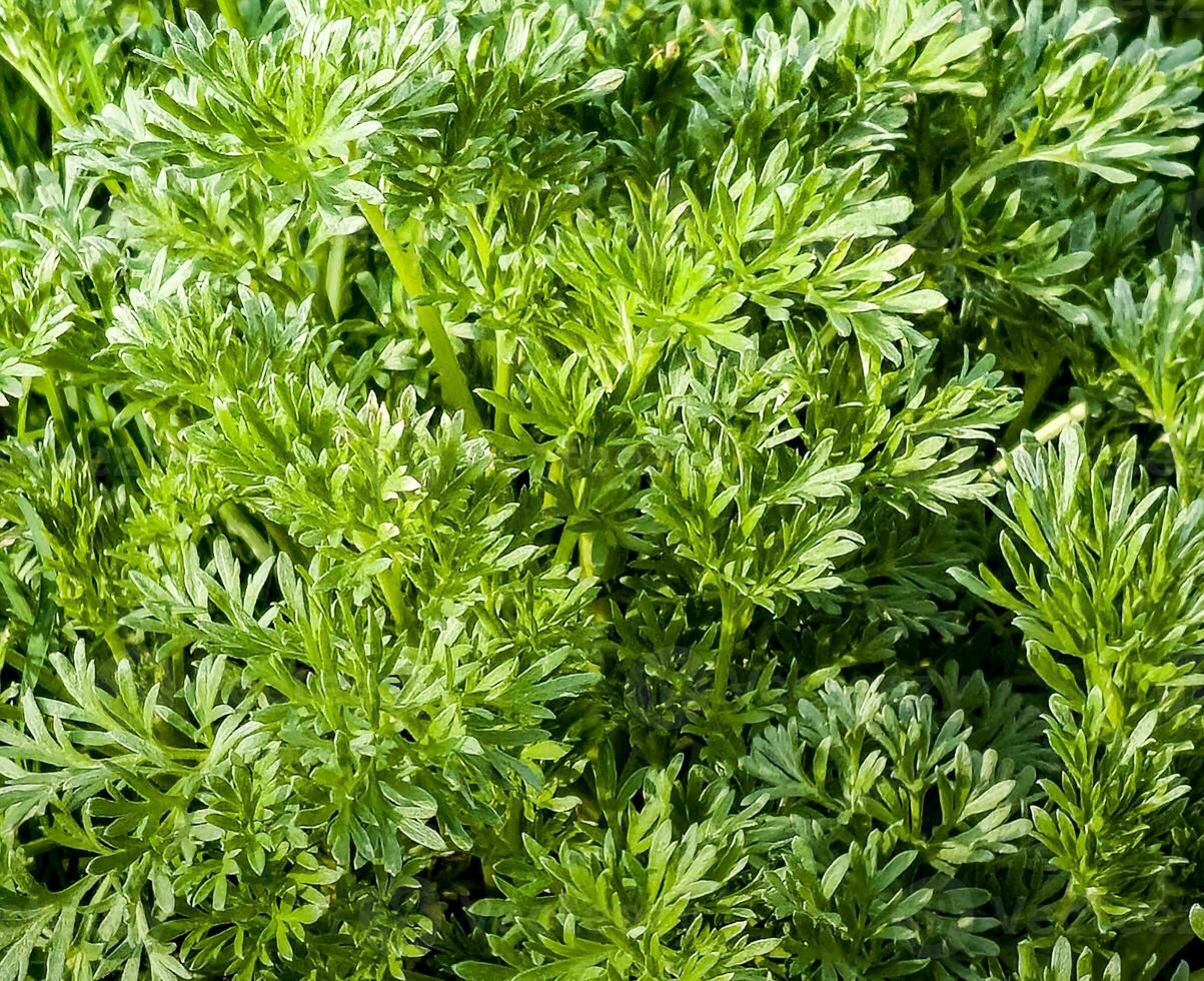 Closeup of fresh growing sweet wormwood Artemisia annua, sweet annie, annual mugwort grasses in the wild field, Artemisinin medicinal plant, natural green grass leaves texture wallpaper background photo