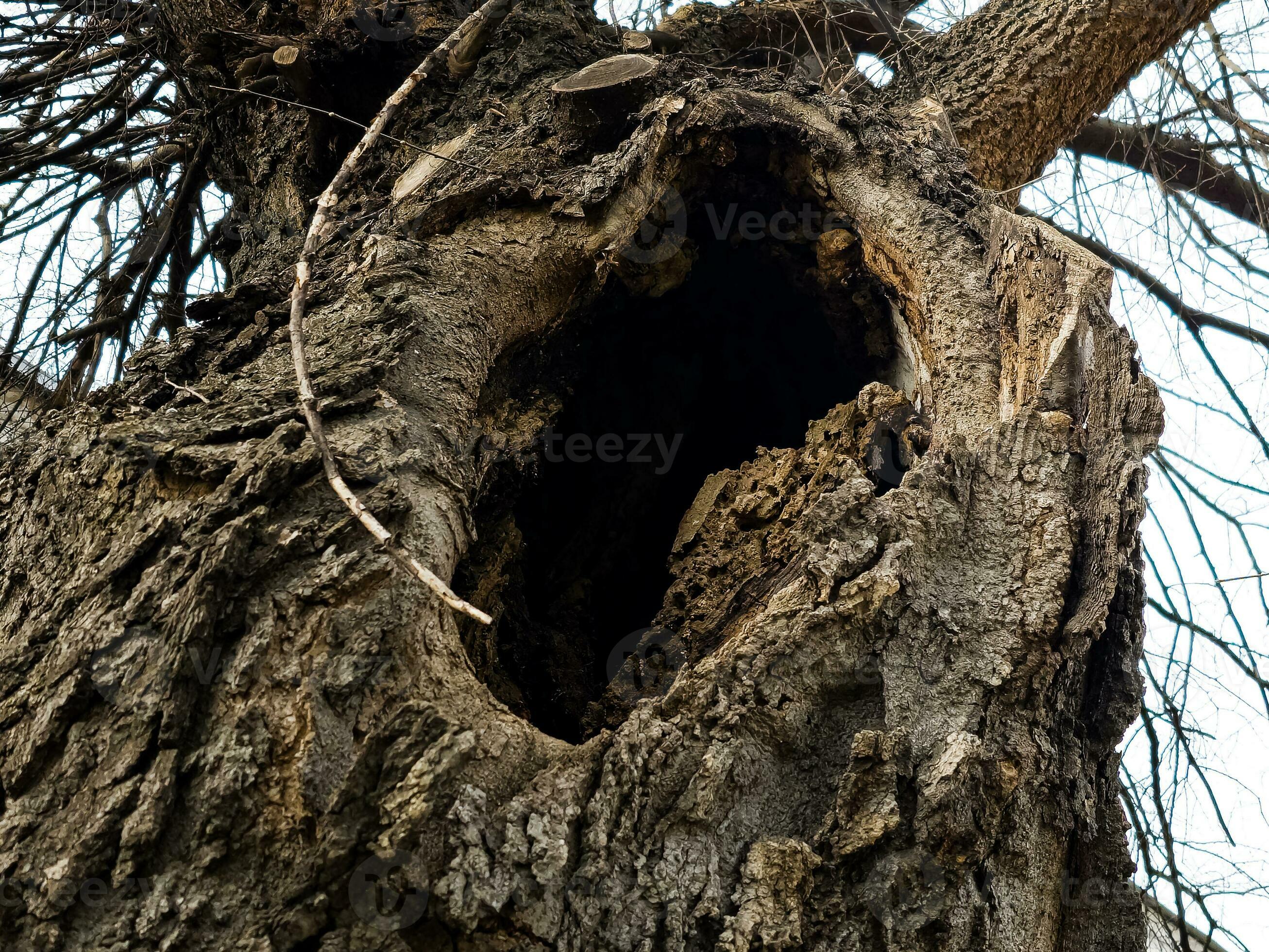 un hueco en el maletero de un árbol, el textura de el ladrar. antiguo