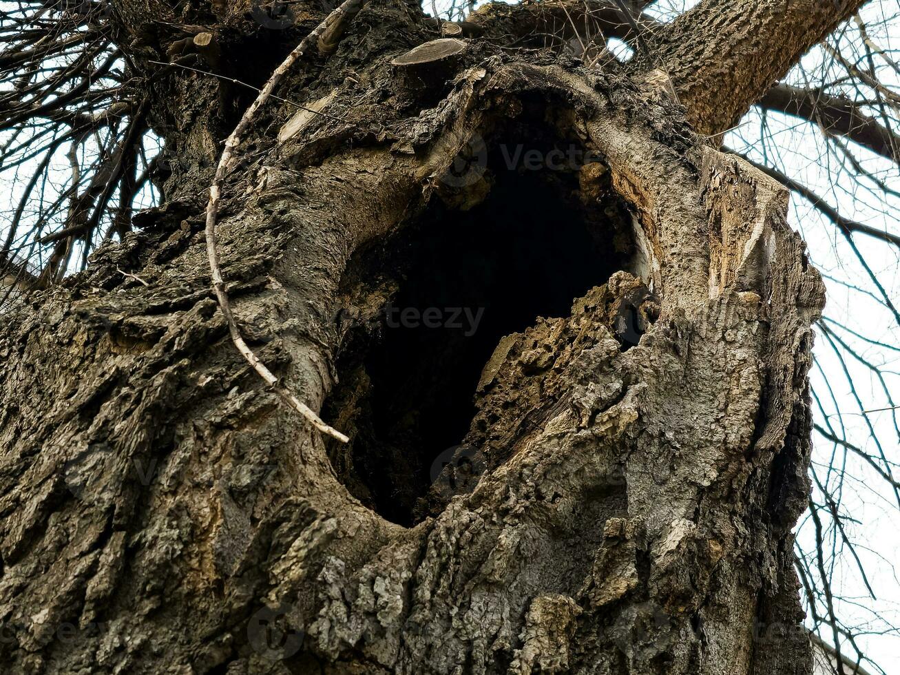 A hollow in the trunk of a tree, the texture of the bark. Old tree hollow in the trunk old bark Ironwood, Momisia F or in Latin Celtics L. photo