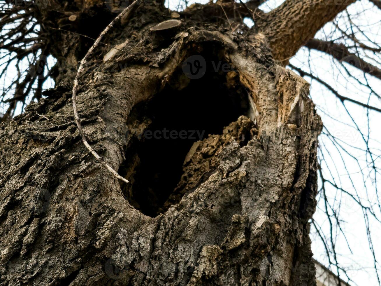 A hollow in the trunk of a tree, the texture of the bark. Old tree hollow in the trunk old bark Ironwood, Momisia F or in Latin Celtics L. photo