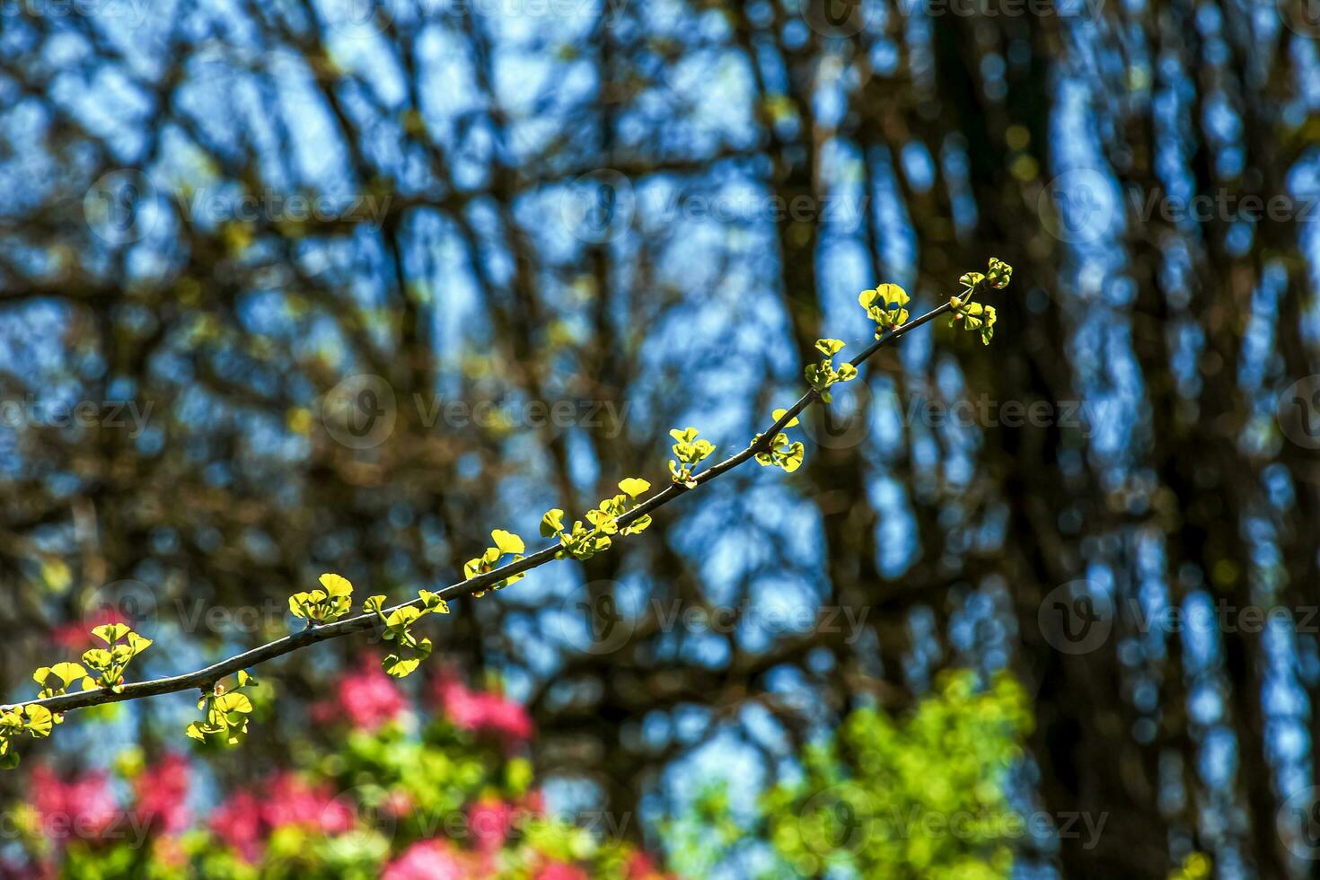 Fresh bright green leaves of Ginkgo biloba L PENDULA on branches in early spring. Branches of a ginkgo tree in the botanical garden of the Dnieper in Ukraine. photo