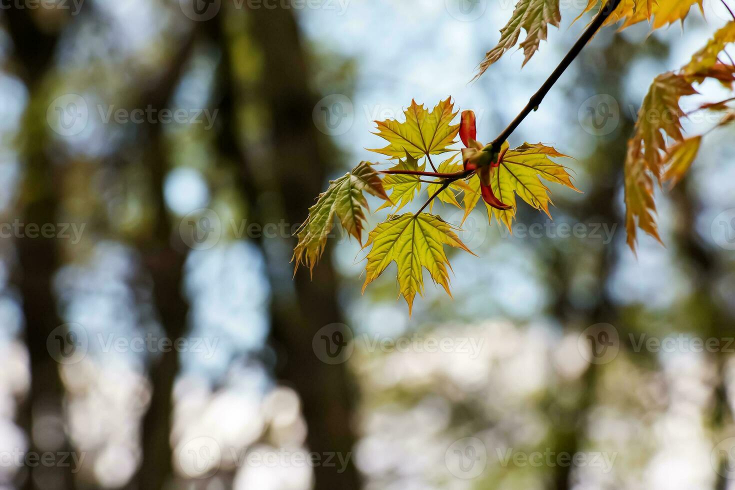 Maple Norway Globosum branch with leaves. Latin name Acer platanoides Globosum photo