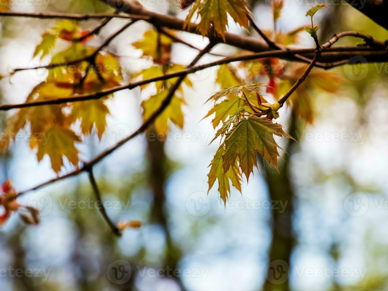 Maple Norway Globosum branch with leaves. Latin name Acer platanoides Globosum photo